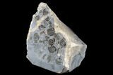 Ammonite (Promicroceras) Cluster - Marston Magna, England #176361-2